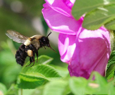 蜜蜂的飞行之谜