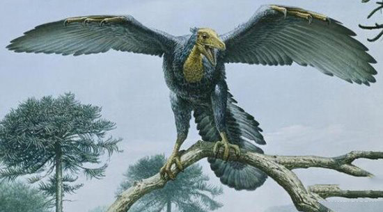 孔子鸟和始祖鸟图片