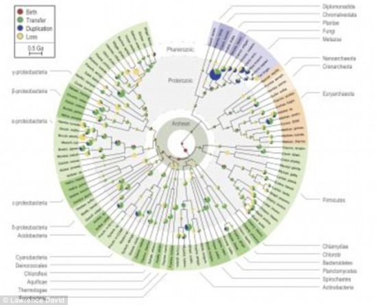 本图显示了生命之树截面上古代基因组中基因家族的进化。其中，小圆形分格的大小表示体系中进化事件的数量，薄片代表事件类型，如红色代表基因形成，蓝色代表基因复制，绿色代表基因横向转移，黄色代表基因丢失。