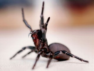 图文：悉尼漏斗网蜘蛛