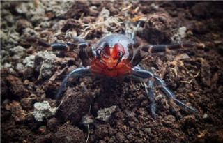 具有红色毒牙的漏斗网蜘蛛摆好姿势，准备攻击。 Photograph by Mark Wong, The Australian National Universi