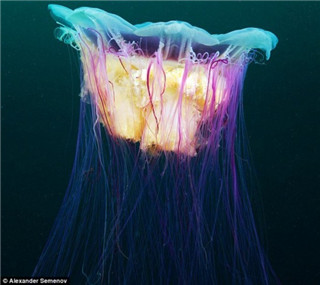 北极海冰下的世界最大水母：色彩炫丽触须长达30米