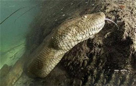 世界上最大的蛇已灭绝生物泰坦蟒再现 震惊!