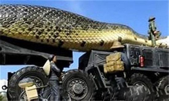 世界上最大的蛇泰坦蟒再现 比亚马逊森蚺大多了(2)