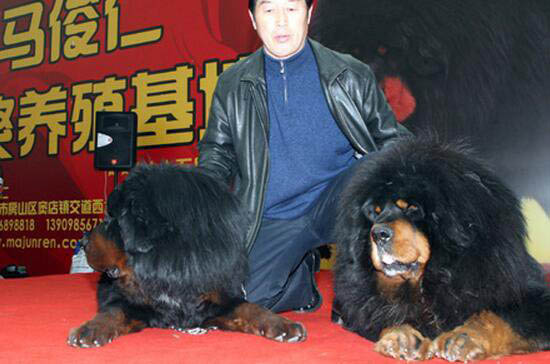 世界上最贵的藏獒,马俊仁所养的”小王子”价值4000万