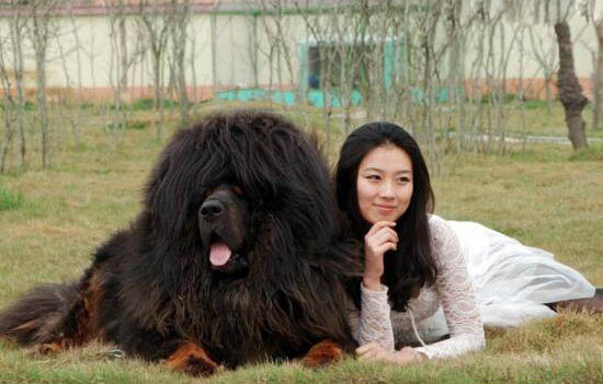 世界上最大的藏獒王,巨獒比尔身价3000万(肩高0.8米)