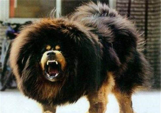 全世界十大最凶猛的狗排行 藏獒仅排第二