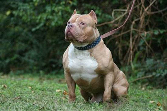 全世界十大最凶猛的狗排行 藏獒仅排第二