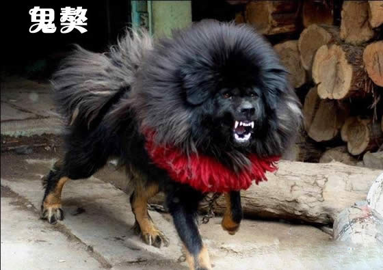 鬼獒青狼獒