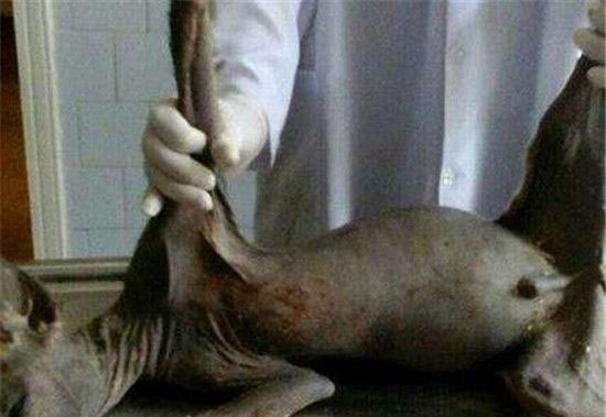 亲历者讲述水猴子害人始末