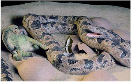 与龙共舞：白垩纪巨蛇