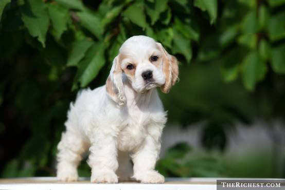 茶杯可卡犬