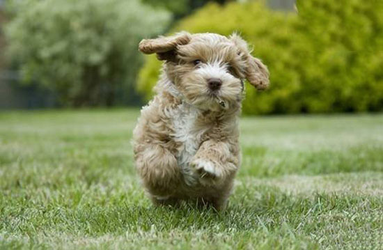 茶杯可卡颇犬