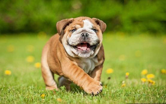 茶杯英国斗牛犬
