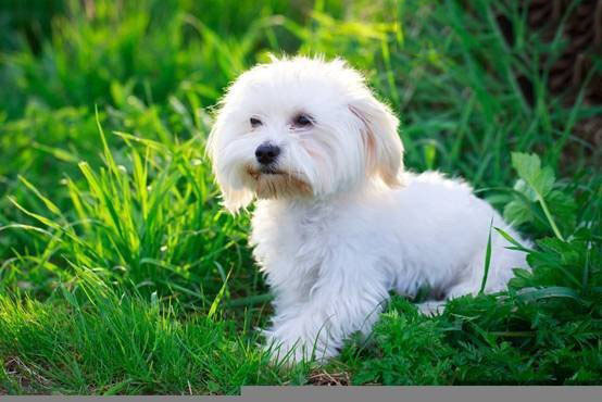 茶杯马耳他犬