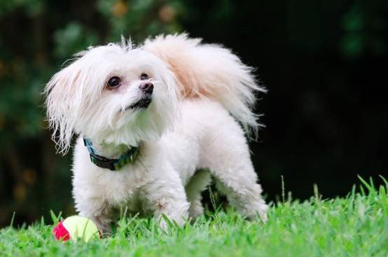 5. Teacup Maltipoo茶杯Maltipoo