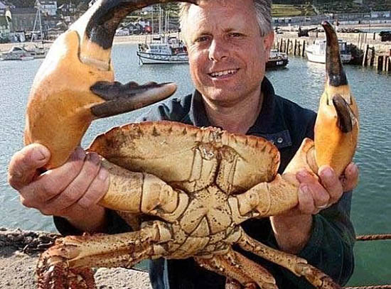 巨型螃蟹 猎杀图片