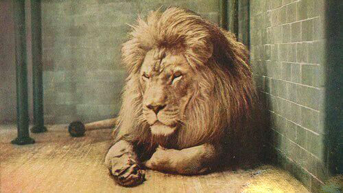 远古巨型狮子图片