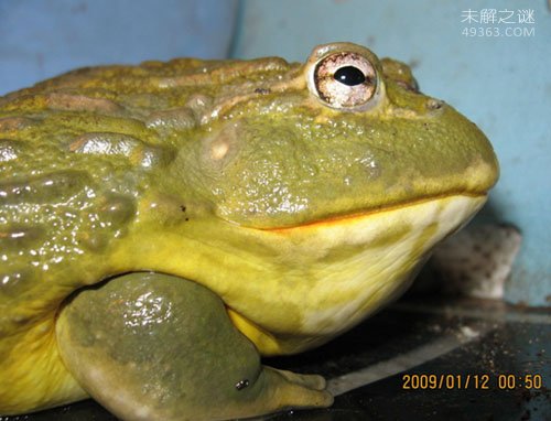 非洲牛箱头蛙是食肉性两栖动物,极具攻击性,能跳近4米高,有齿突状的