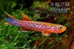十种极为特殊的鱼类Top2：红树鳉鱼