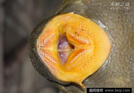亚马逊雨林发现食木甲鲶鱼 长有甲壳而且专吃木头(4)