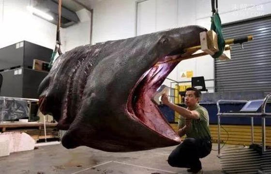 世界上最大的鲨鱼王图片
