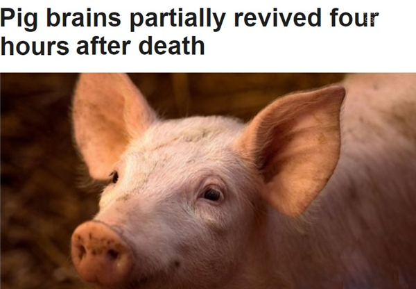 科学家复活死亡猪脑