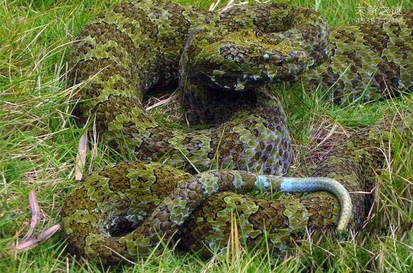 湖南最大的蛇图片