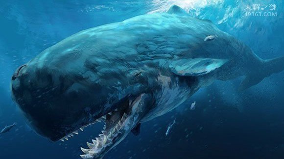 梅尔维尔鲸专吃须鲸(胃口真大)