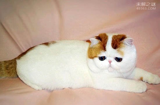 红小胖snoopy猫是什么品种