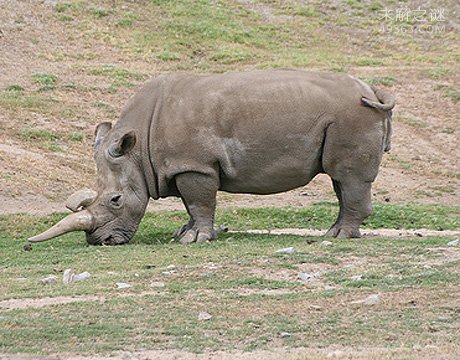 西非黑犀牛(2006年)