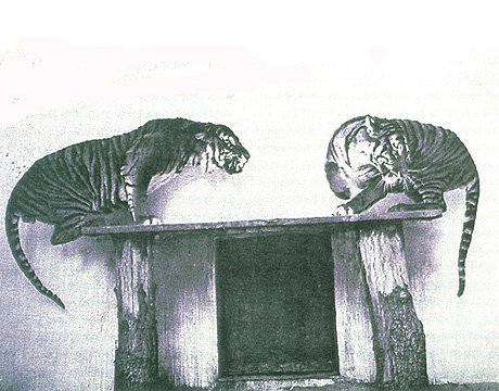 爪哇虎(1979年)