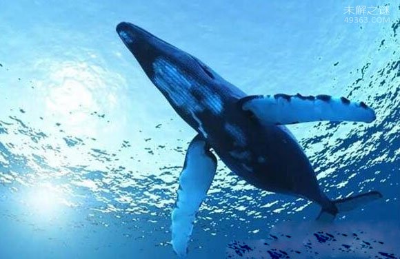 世界上舌头最长的动物：蓝鲸(舌头重达3吨/能站立50个人)