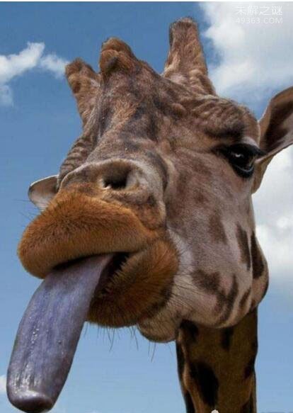 世界上舌头最长的动物：长颈鹿(45厘米)