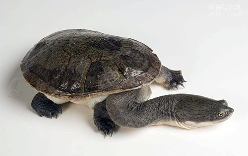 巨蛇颈龟的四种饲养方法