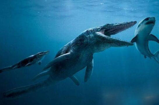 史前顶级掠食者，梅氏利维坦鲸(长达17米/重65吨)