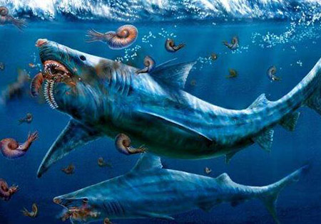 奇葩的旋齿鲨牙齿，螺旋状牙齿用来切割粉碎猎物