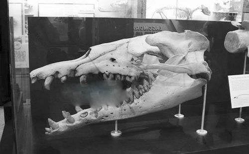 龙王鲸VS巨齿鲨谁更厉害?它是如何灭绝的?