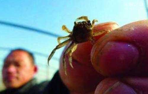 世界上最小的螃蟹