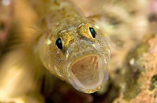 英国海岸十大奇特海洋生物：多彩虾虎鱼