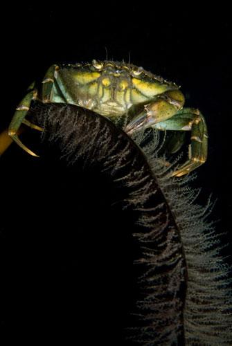英国海岸十大奇特海洋生物：好斗的食草蟹