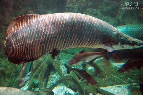巨骨舌鱼最大的淡水鱼图片