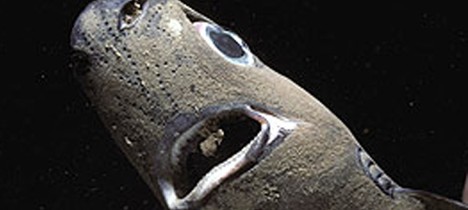 硬背侏儒鲨也是深海鱼类,拥有众多生物发光器官