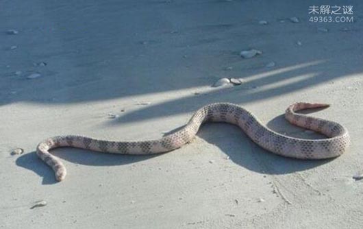 世界上十大最毒海蛇排行榜！