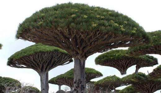 全球最奇怪的十种树