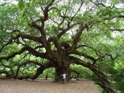 全球最奇怪的十种树