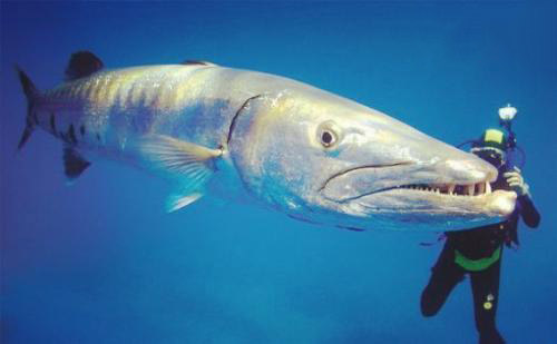 公牛鲨淡水图片