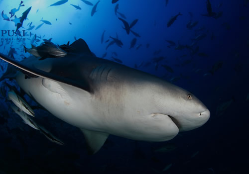 公牛鲨凶猛图片