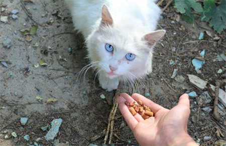 蓝眼白猫是什么品种，蓝眼白猫多少钱一只