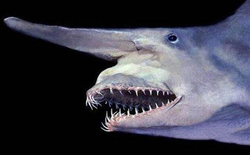 哥布林鲨有多丑
